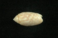 藏品(寶島榧螺)的圖片